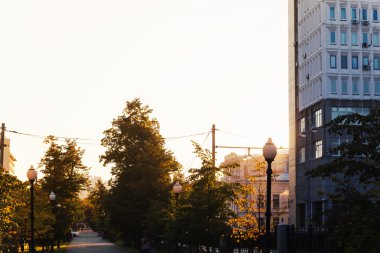 siluet sonbahar ağaç