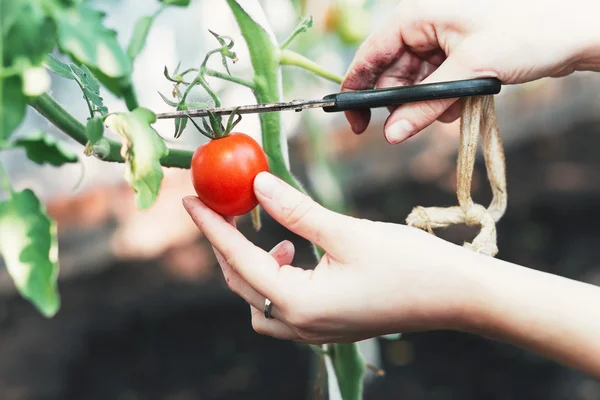 Tomatoes in the greenhouse — Stock Photo, Image