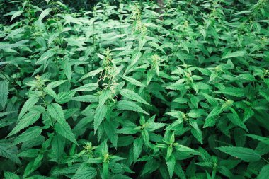 Alan çalıların ısırgan