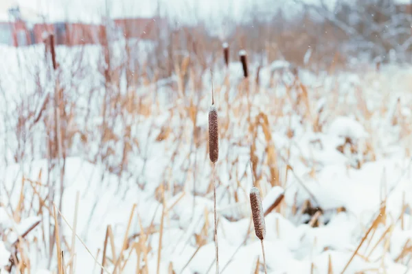 Winterlandschaft im Dorf — Stockfoto