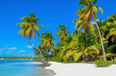 Caribbean beach with white sand and palm trees clipart