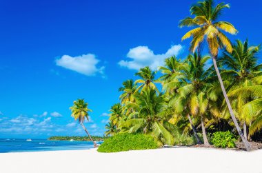 Tropikal beach ile okyanus girerek palmiye ağacı