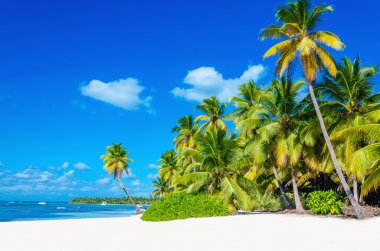 Tropical beach with palm tree entering the ocean clipart