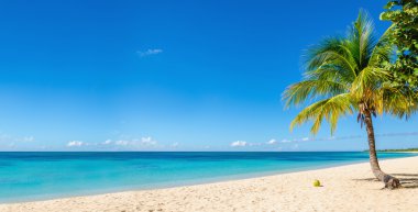 Sandy beach coconut palm, Karayip Adası ile