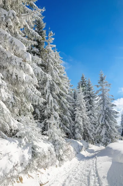 Sendero de senderismo en invierno en montañas y bosques , — Foto de Stock