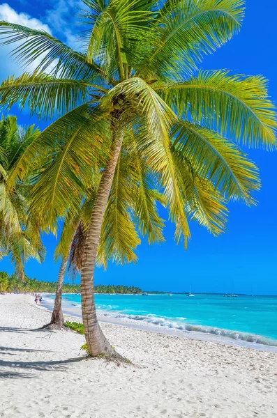 Exotic Caribbean beach with white sand — Stock Photo, Image