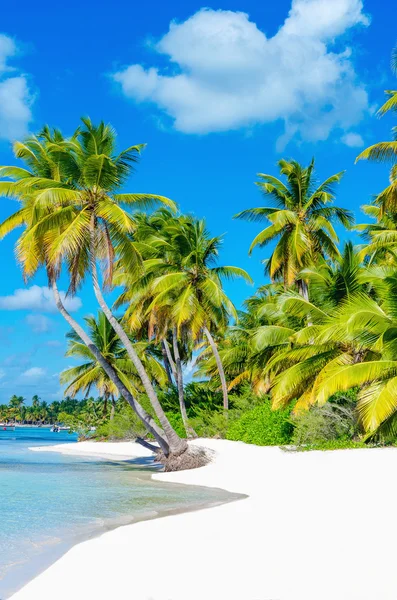 Playa del Caribe con arena blanca y palmeras —  Fotos de Stock