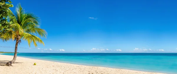 Spiaggia esotica con palma da cocco, Isole dei Caraibi — Foto Stock