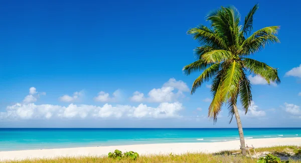 Yüksek palmiye ağacı, Karayip Adaları ile plaj — Stok fotoğraf