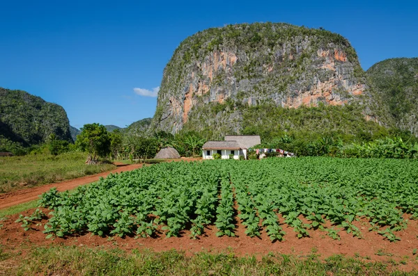 Tabacco valley de vinales und mogotes in kuba — Stockfoto