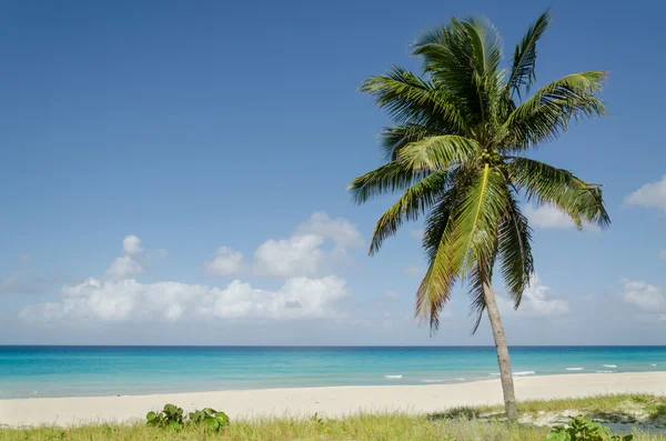 Yüksek palmiye ağacı, Caribbean ile egzotik plaj — Stok fotoğraf
