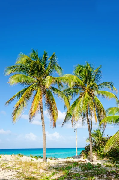 Playa de arena con palmeras, Islas del Caribe — Foto de Stock