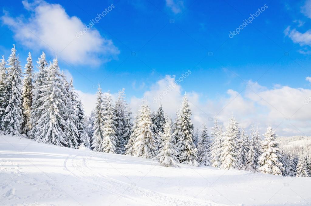 Hiking trail in mountains and forest during winter