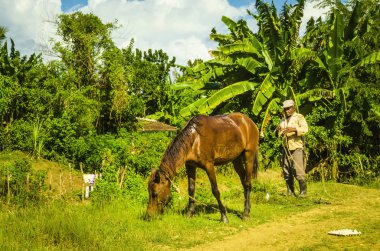 Farmer with brown horse