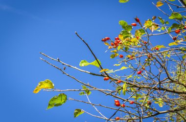 sonbaharın olgun alıç