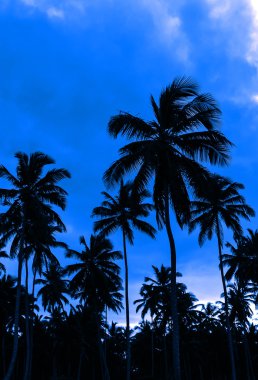 Sunset bulvarında bir Caribbean beach