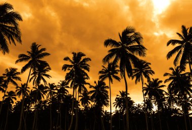 Sunset bulvarında bir Caribbean beach