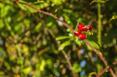 Olgun kırmızı alıç