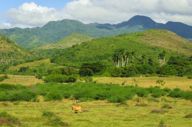 Valle de los Ingenios (Vadisi şeker fabrikaları)