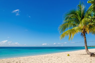 Palm ile egzotik kumlu plaj