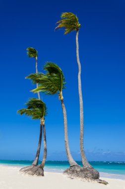 High palms on sandy Caribbean beach clipart