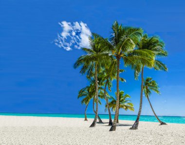 Caribbean beach with exotic palm trees clipart