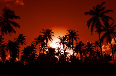 Sunset bulvarında bir Caribbean beach