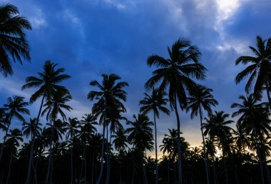 Sunset bulvarında bir Caribbean beach