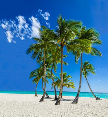 Egzotik palmiye ağaçları ile Karayipler beach