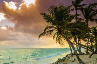 Hindistan cevizi avuç içi ile tropik gündoğumu