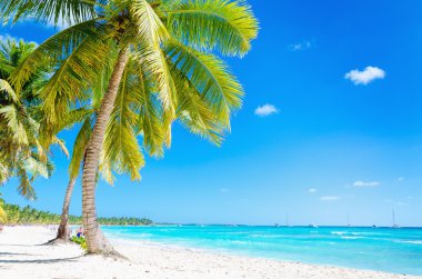 Egzotik palmiye ağaçları ile Karayipler beach