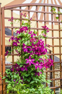 Beautiful purple clematis clipart