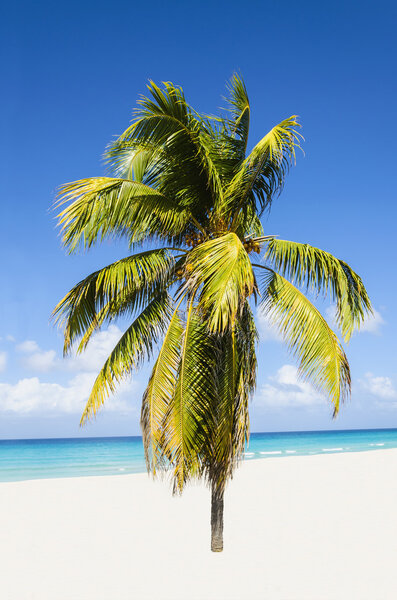 Пляж с красивой высокой пальмой

