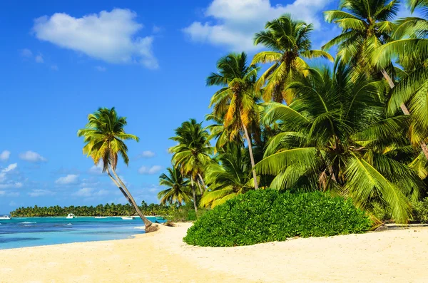 Amazing tropical beach with palm tree — Stock Photo, Image