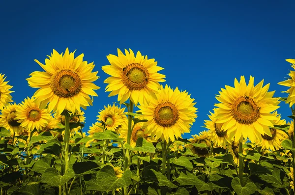 Hermoso paisaje con campo de girasol — Foto de Stock