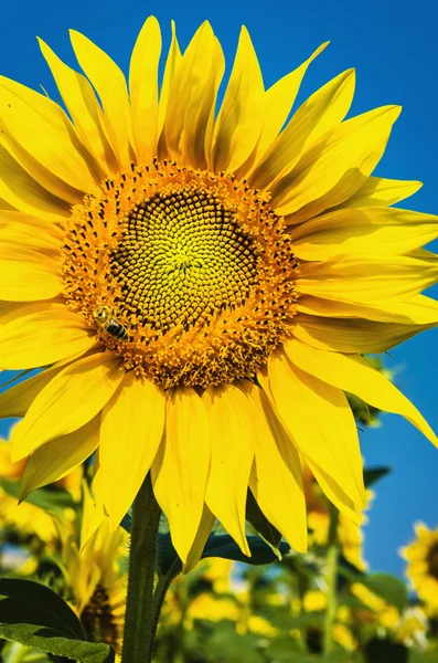 Hermoso paisaje con campo de girasol — Foto de Stock