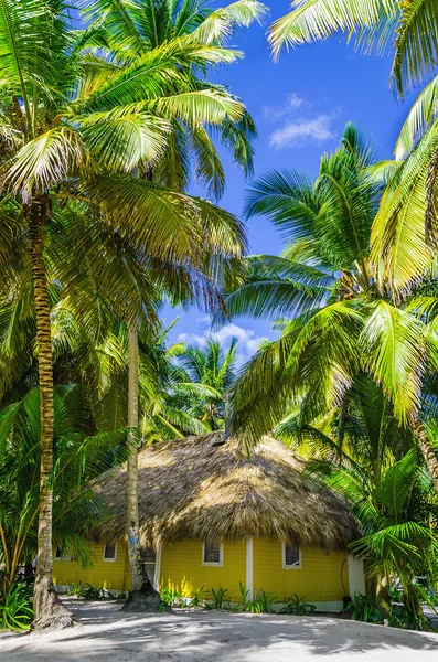 Bedekt met een rieten dak hut — Stockfoto