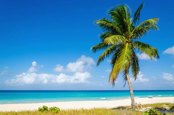 Praia com palmeira alta bonita — Fotografia de Stock