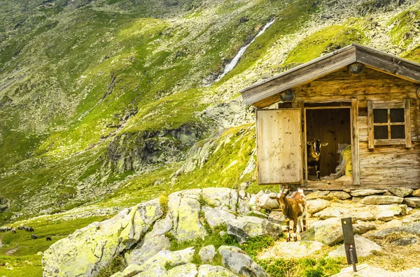 Goats in a wooden house — Stock Photo, Image