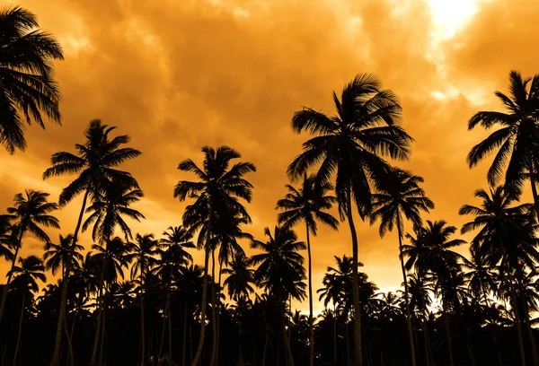 Puesta de sol en una playa caribeña — Foto de Stock