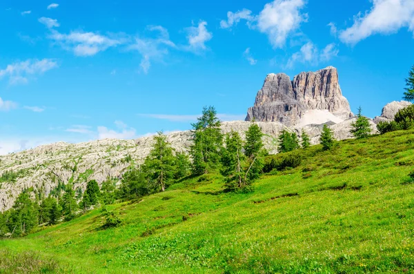 Paisagem com pinheiro verde — Fotografia de Stock