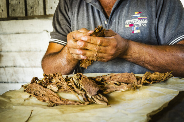 Traditional manufacture of cigars
