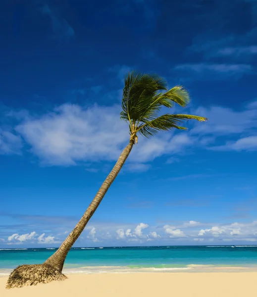 Exotische palmboom op strand — Stockfoto