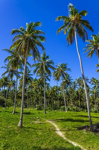 Bosque de palmeras en Dominicana — Foto de Stock