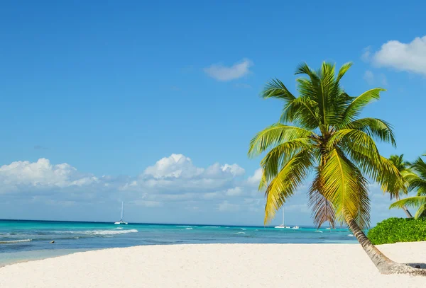 Erstaunlicher tropischer Strand mit Palme — Stockfoto