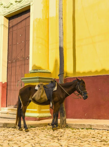 Koń na ulicach miasta kolonialne — Zdjęcie stockowe