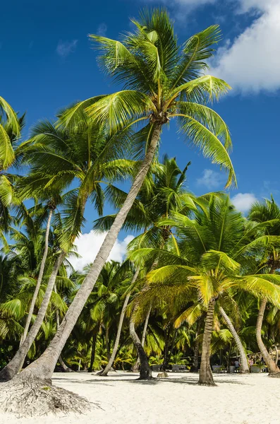 Caribbean beach with exotic palm trees — Stock Photo, Image