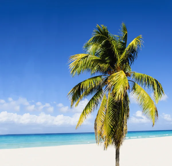 Praia com palmeira alta bonita — Fotografia de Stock