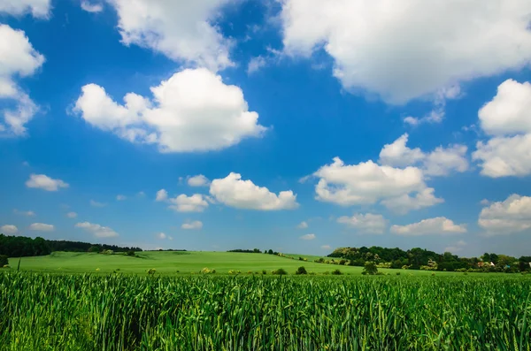 Field of spring green wheat — Stock Photo, Image