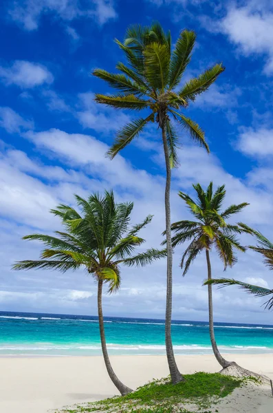 Три пальмы на экзотическом пляже — стоковое фото
